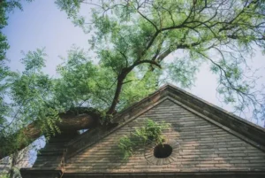 tree by building